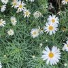 daisiii